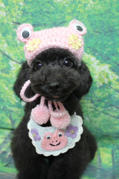 千葉県鎌ヶ谷市のトイプードルのトリミング画像