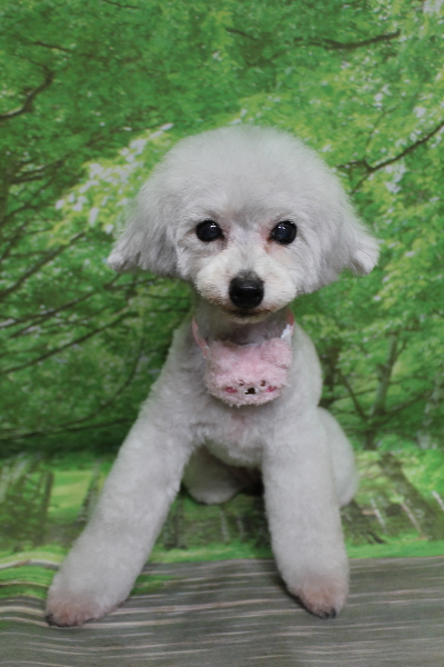 千葉県印西市のトイプードルのトリミング画像