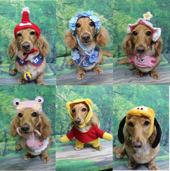 千葉県船橋市のミニチュアダックスのトリミング画像