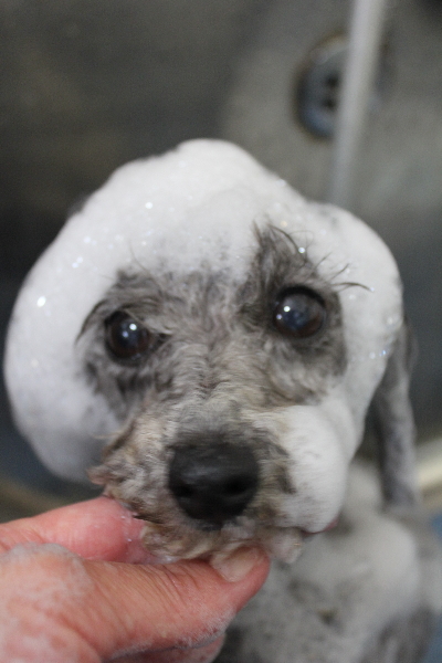 千葉県船橋市のトイプードルのシャンプー画像