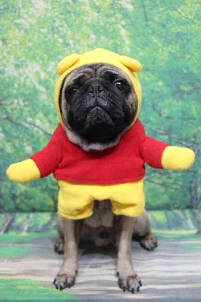 千葉県鎌ケ谷市のパグのトリミング画像