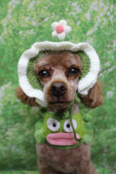 千葉県船橋市のトイプードルのトリミング画像