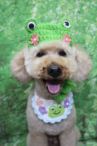 千葉県船橋市のトイプードルのトリミング画像