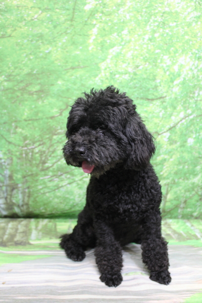 トイプードルブリーダーの成犬、トリミング前画像