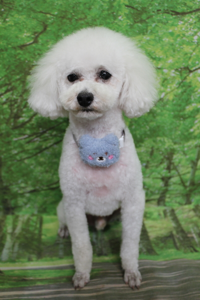 千葉県市川市のトイプードルのトリミング画像