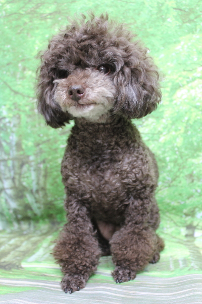 千葉県柏市のトイプードルのトリミング前画像