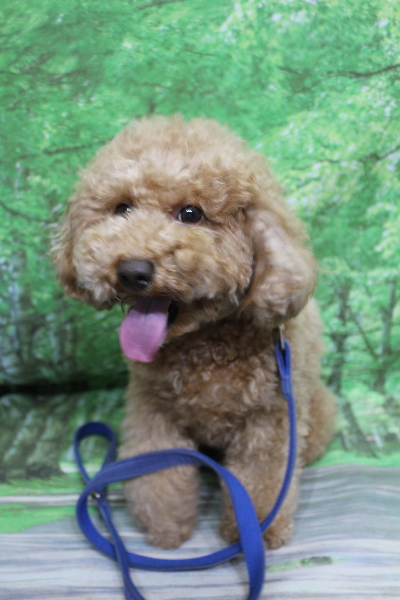 千葉県船橋市のトイプードルのトリミング前画像