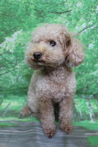 千葉県船橋市のトイプードルのトリミング前画像