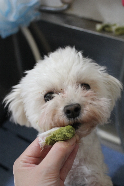 千葉県鎌ケ谷市のトイプードルの歯磨き画像
