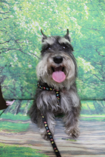 千葉県船橋市のミニチュアシュナウザーのトリミング前画像