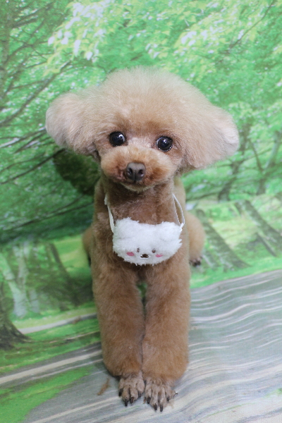 千葉県印西市のトイプードルのトリミング画像