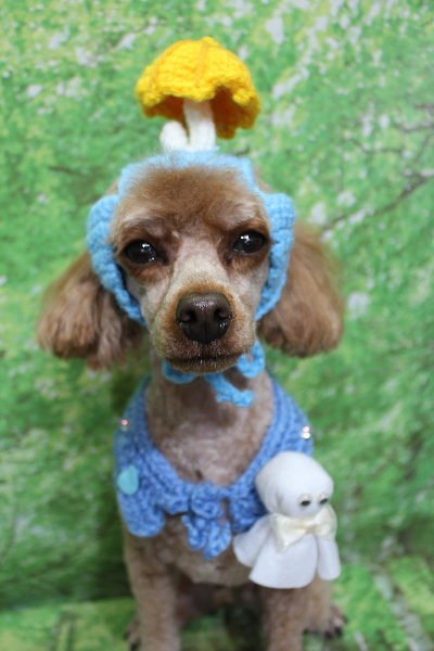 千葉県船橋市のトイプードルのトリミング画像