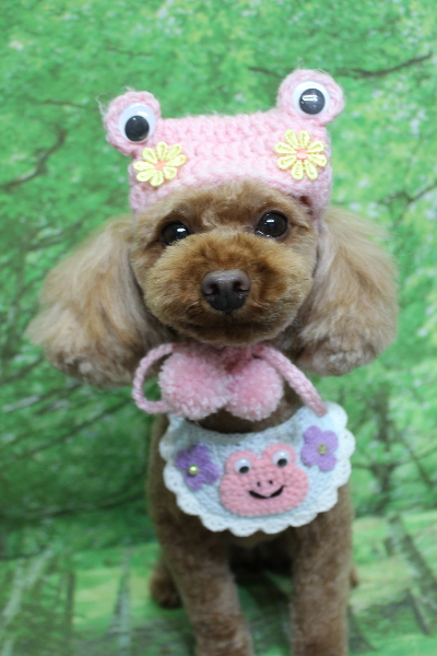 神奈川県横浜市のトイプードルのトリミング画像