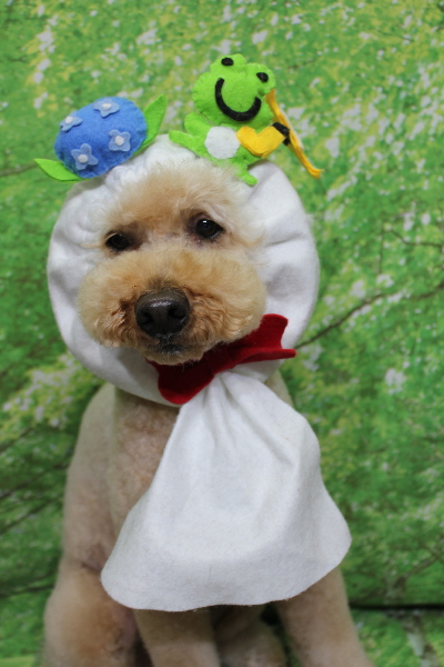 千葉県船橋市のトイプードルのトリミング画像