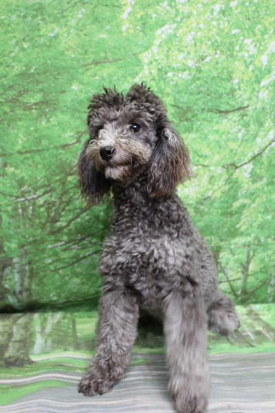 トイプードルブリーダーの成犬、トリミング前画像