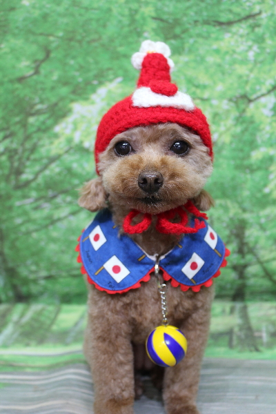 千葉県船橋市のトイプードルのトリミング画像