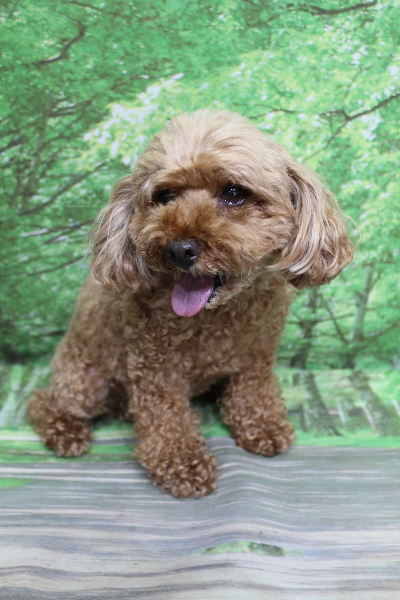 千葉県船橋市のトイプードルのトリミング前画像