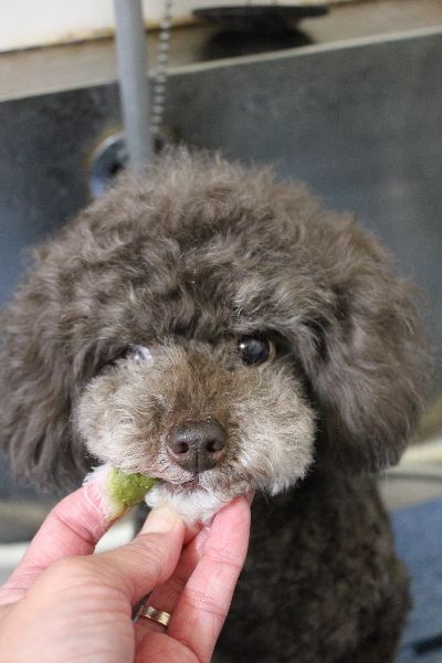 千葉県柏市のトイプードルの歯磨き画像