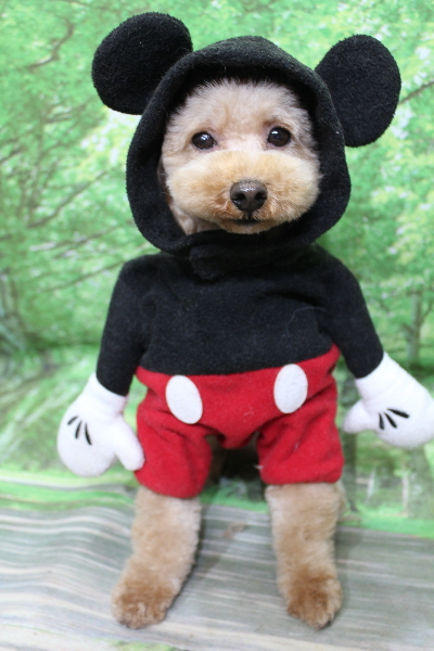 千葉県船橋市のトイプードルのトリミング画像