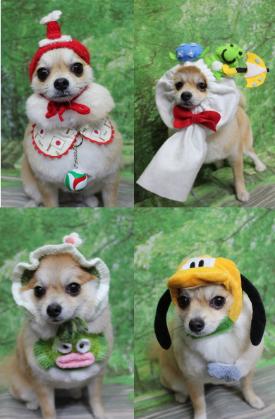 千葉県船橋市のミックス犬のトリミング画像