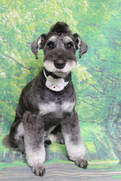 東京都江戸川区のミニチュアシュナウザートリミング画像