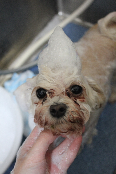 千葉県鎌ケ谷市のトイプードルのシャンプー画像