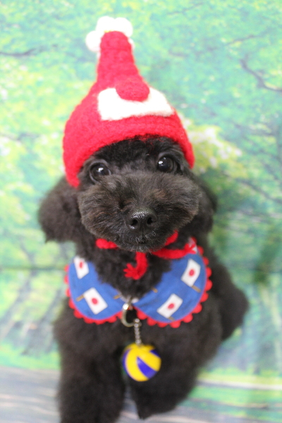 千葉県鎌ヶ谷市のトイプードルのトリミング画像