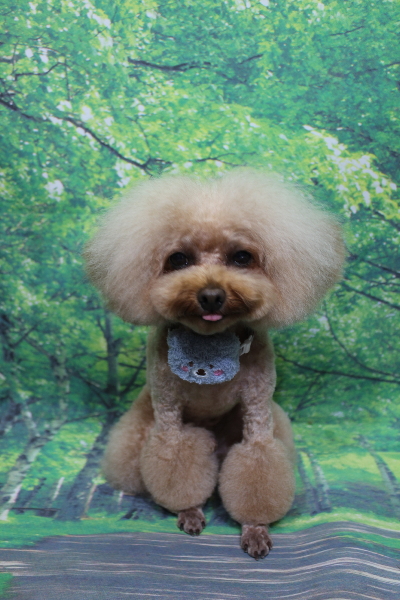 千葉県千葉市のトイプードルのトリミング画像