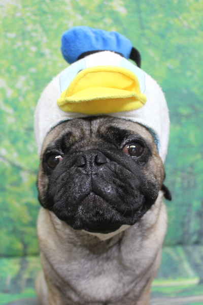 千葉県鎌ケ谷市のパグのトリミング画像