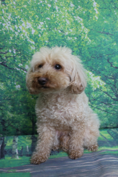 千葉県船橋市のトイプードルのトリミング前画像