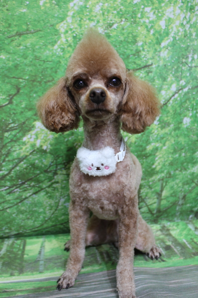 千葉県船橋市のトイプードルのトリミング画像