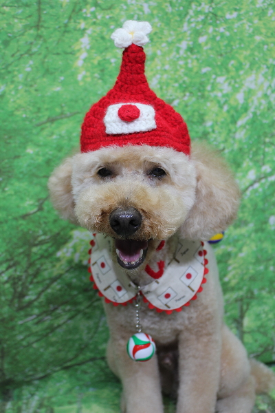 千葉県船橋市のトイプードルのトリミング画像