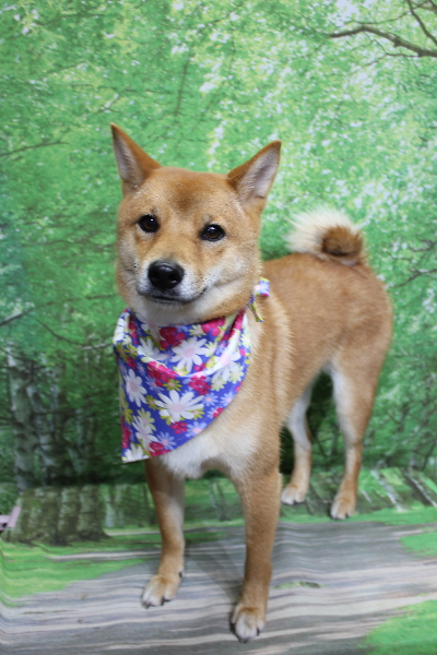 千葉県鎌ヶ谷市の柴犬のトリミング画像