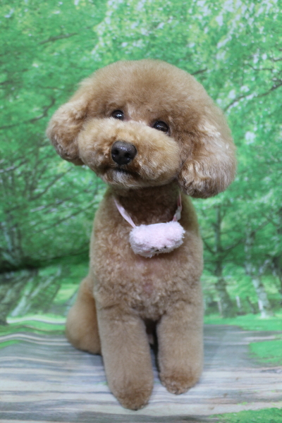 千葉県船橋市のトイプードルのトリミング画像