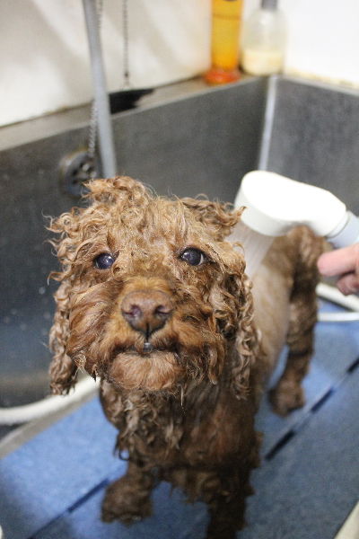 千葉県鎌ヶ谷市のトイプードルのオゾンシャワー画像
