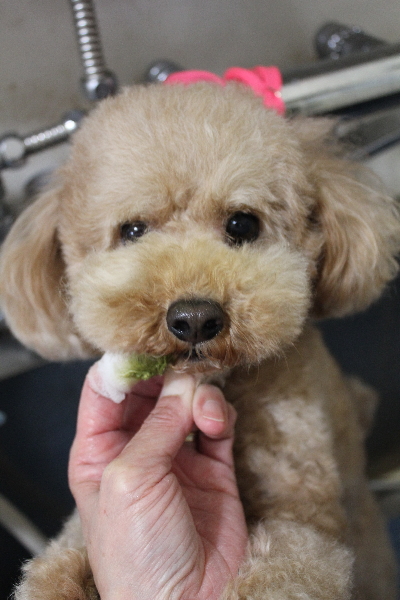 千葉県船橋市のトイプードルの歯磨き画像