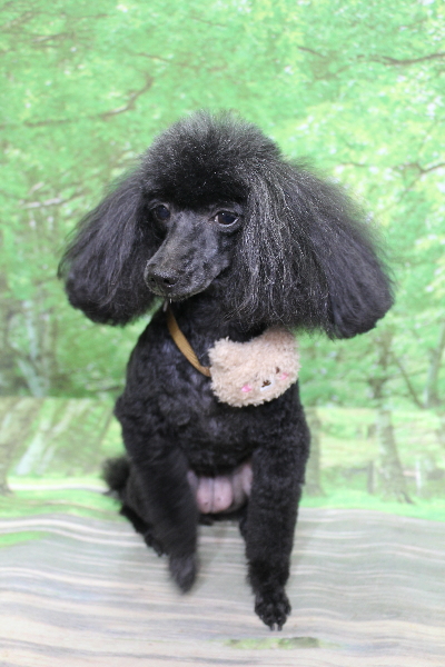 千葉県船橋市のトイプードルのトリミング画像