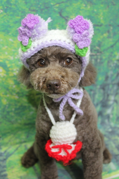 千葉県市川市のトイプードルのトリミング画像