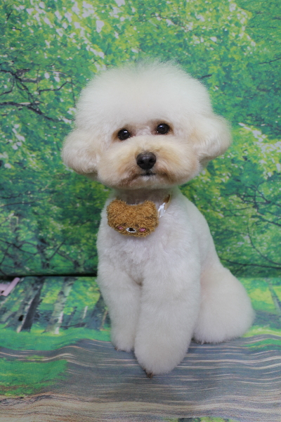 千葉県鎌ヶ谷市のトイプードルのトリミング画像