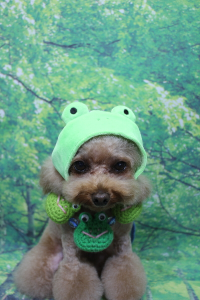 千葉県千葉市のトイプードルのトリミング画像