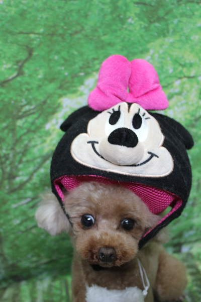 千葉県印西市のトイプードルのトリミング画像