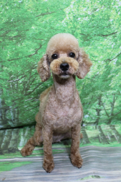 トイプードルブリーダーの成犬、トリミング画像