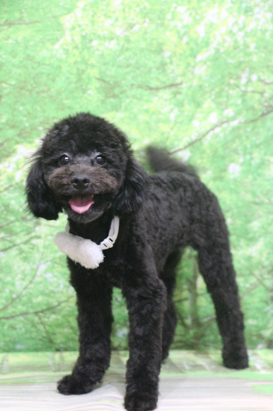 千葉県船橋市のトイプードルのトリミング画像