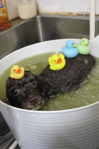 千葉県柏市のトイプードルのハーブ湯画像