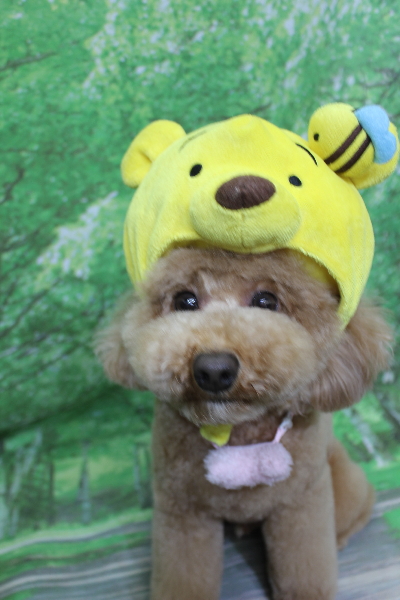 千葉県船橋市のトイプードルのトリミング画像