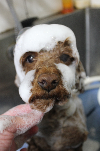 千葉県鎌ヶ谷市のトイプードルのシャンプー画像