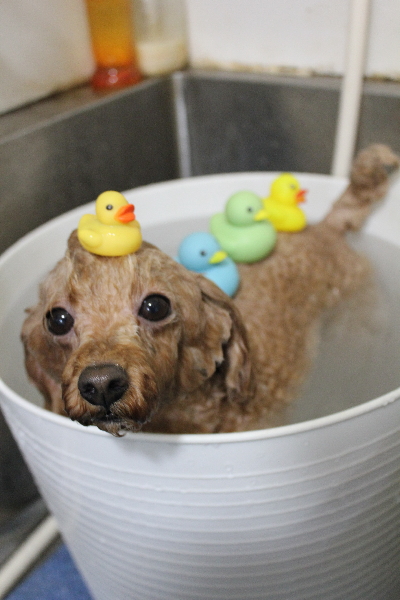 千葉県船橋市のトイプードルの炭酸泉画像