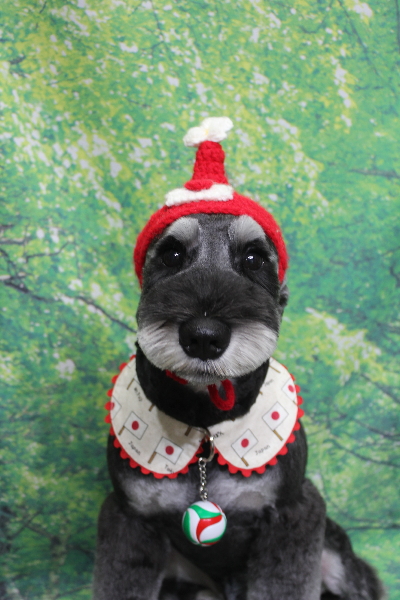 東京都江戸川区のミニチュアシュナウザートリミング画像