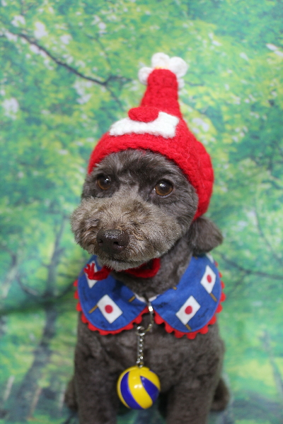 千葉県市川市のトイプードルのトリミング画像