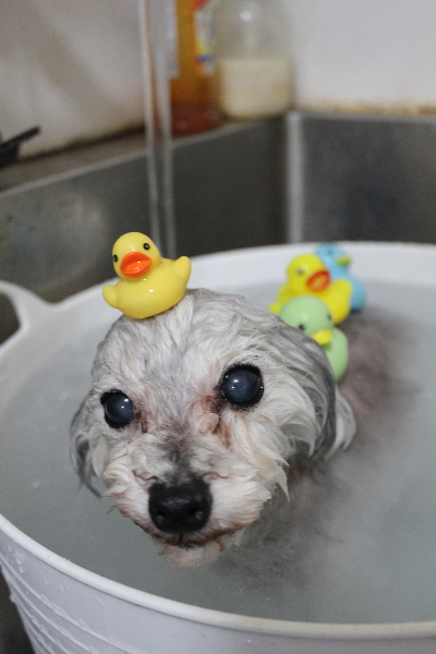 千葉県印西市のトイプードルの炭酸泉画像